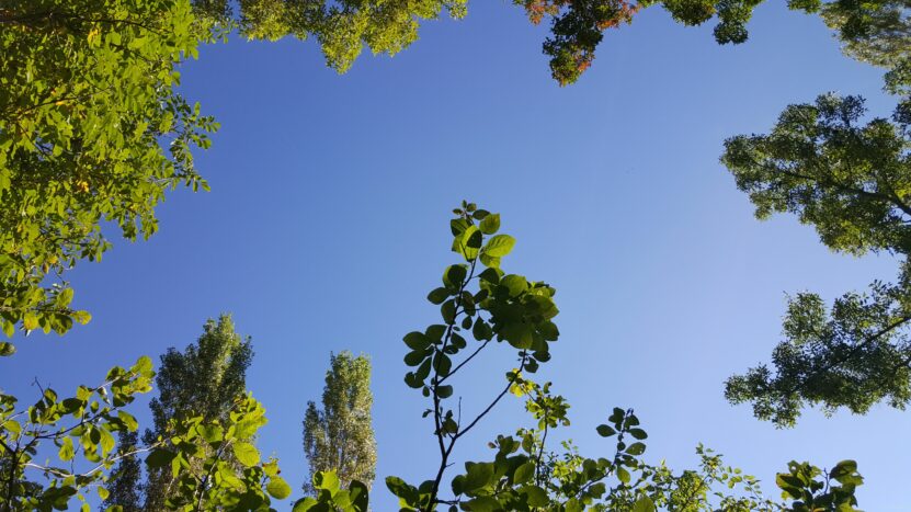 Sky Through the Trees