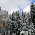 Ladin Ağaçları Karlar Altında Manzarası