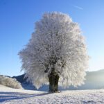 Kırağıyla Buz Tutmuş Ağaç