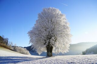 Kırağıyla Buz Tutmuş Ağaç