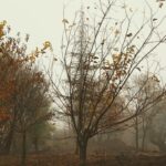 Autumn and Fog Landscape