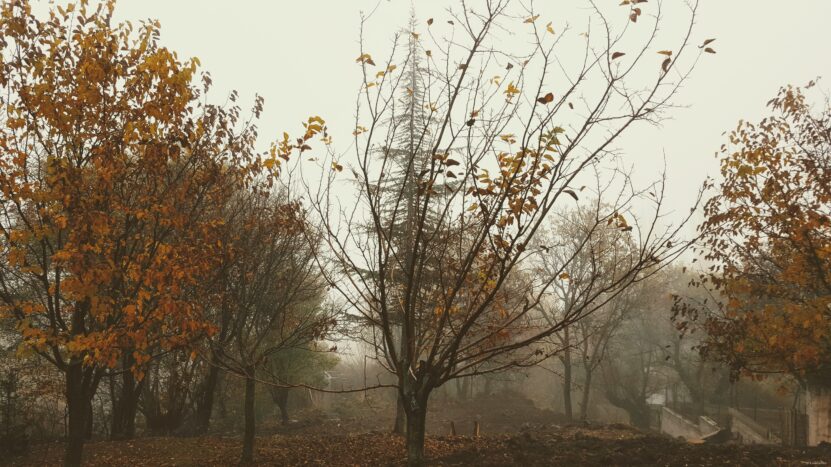 Autumn and Fog Landscape