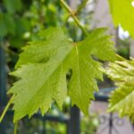 Vine / Grape Leaf