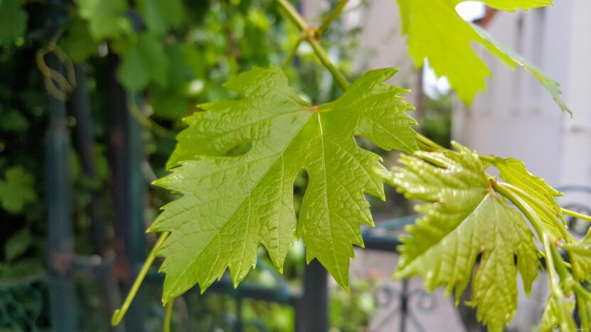 Vine / Grape Leaf