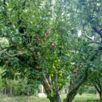 2 kinds of apples on one tree