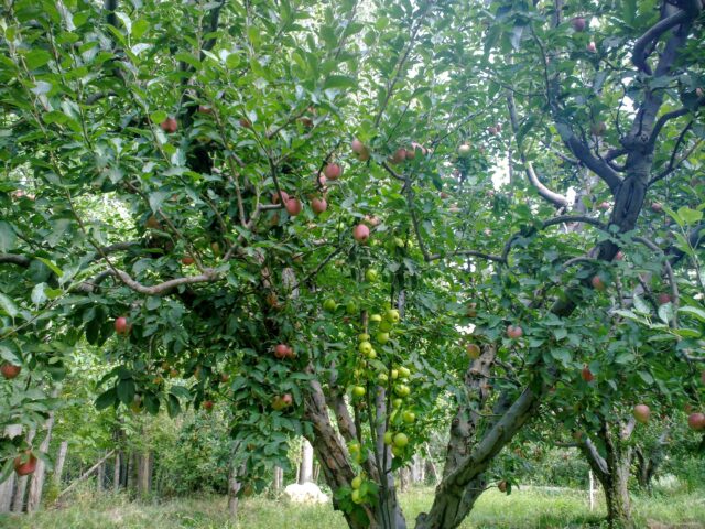 2 kinds of apples on one tree
