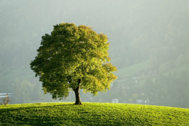 Ağaç – Yeşil