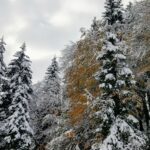 Giresun-Şebinkarahisar Yolundan Bir Kış Manzarası