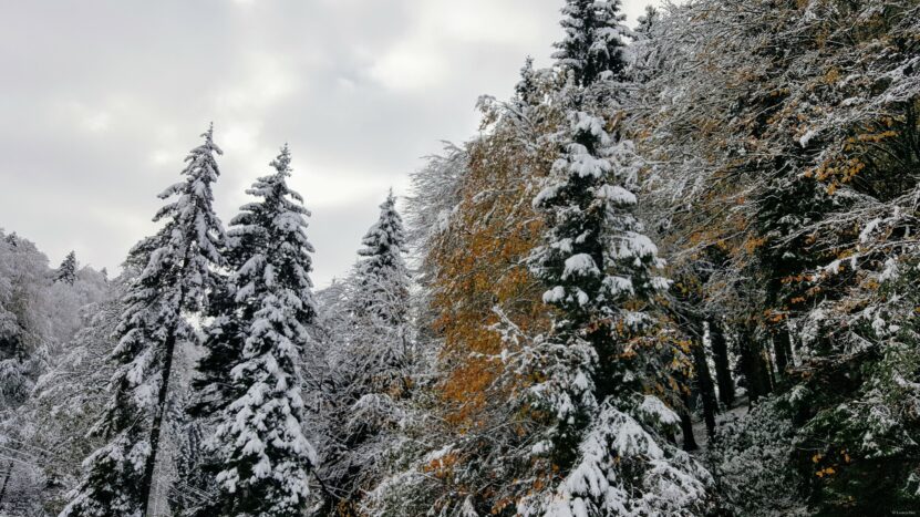 A Winter View from Giresun Şebinkarahisar Road
