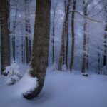 Ormanda Kış