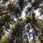 Sky through Spruce Trees