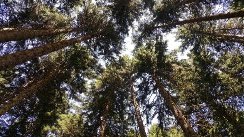Sky Through Spruce Trees