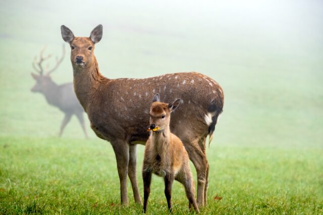 Picture of European fallow deer and cub