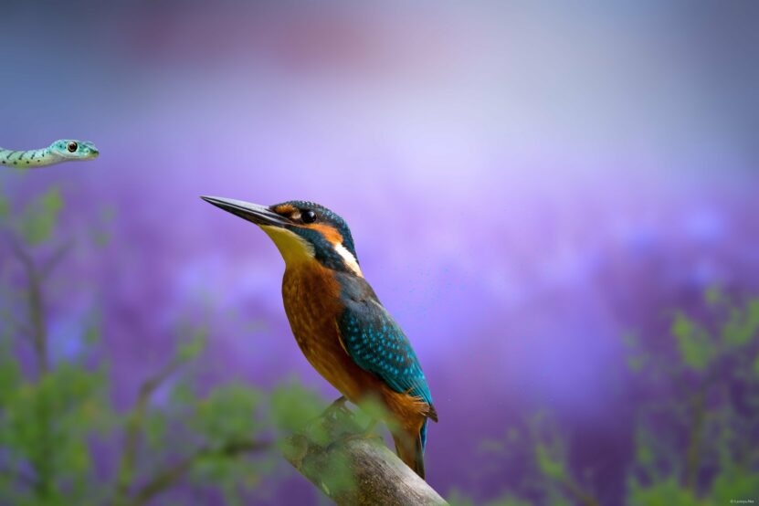 Kingfisher Bird Picture