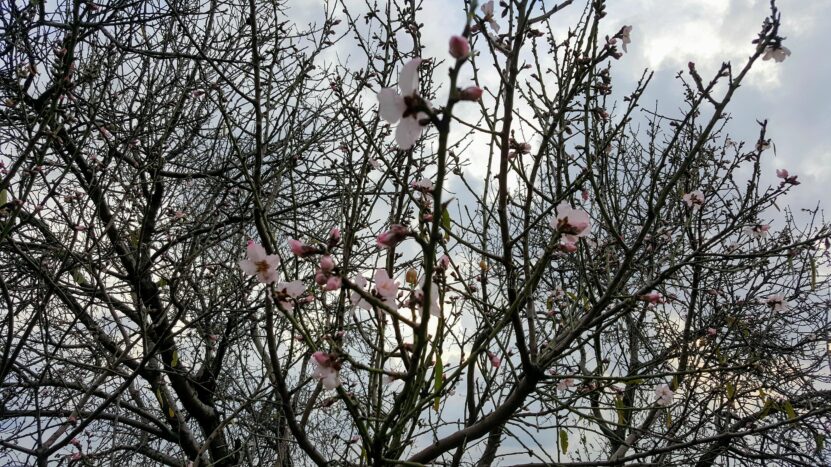 Almond blossoms as Spring Comes