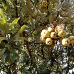Wild pear - Pyrus elaeagrifolia