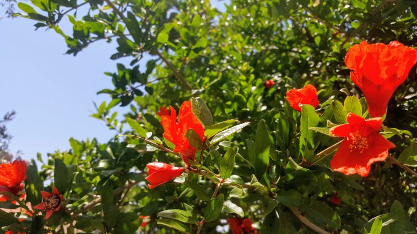 Pomegranate Flowers