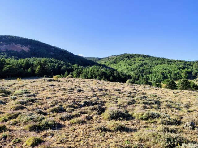 Steppe And Forest