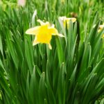 Narcissus (plant) Flower
