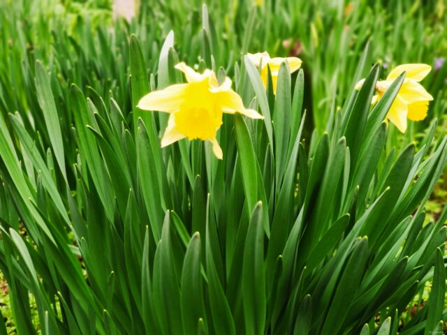 Narcissus (plant) Flower