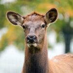 Wapiti - Canadian Deer