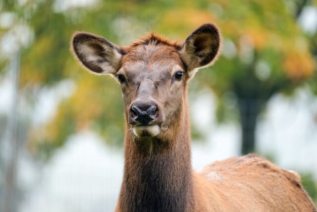 Wapiti – Canadian Deer