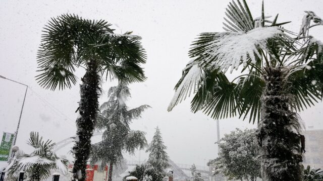 Palm trees under snow