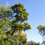 The Rise of the Ash Tree (Fraxinus)