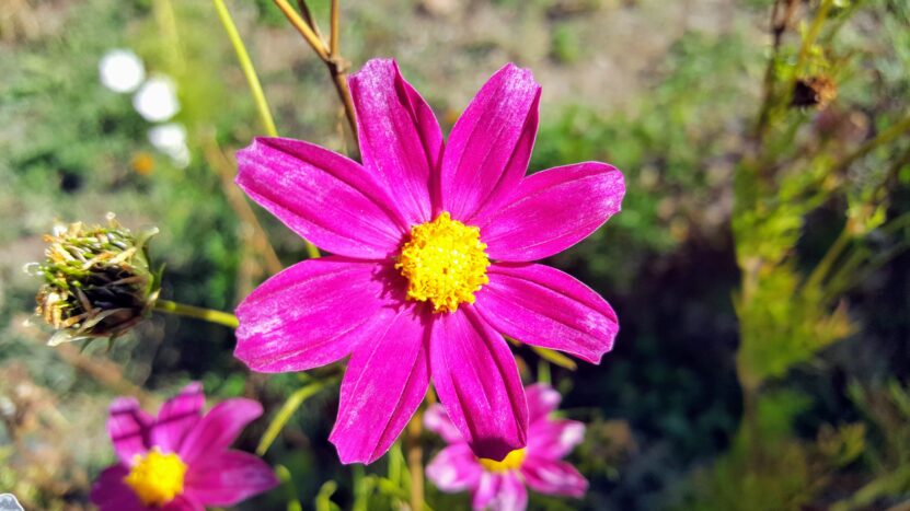 Very Beautiful Flower