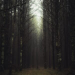Trees In Dark Foggy Forest