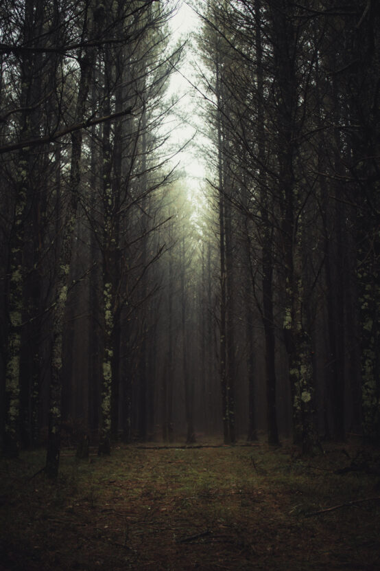 Karanlık Sisli Ormanda Ağaçlar