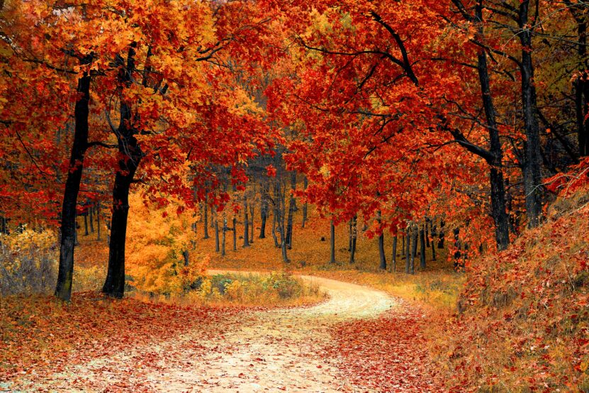 Ağaçlar Arasında, Sonbaharda Yol Manzarası
