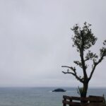 Giresun Island and Olive Tree