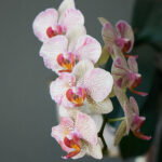 Beyaz Ve Pembe Orkide Çiçeği