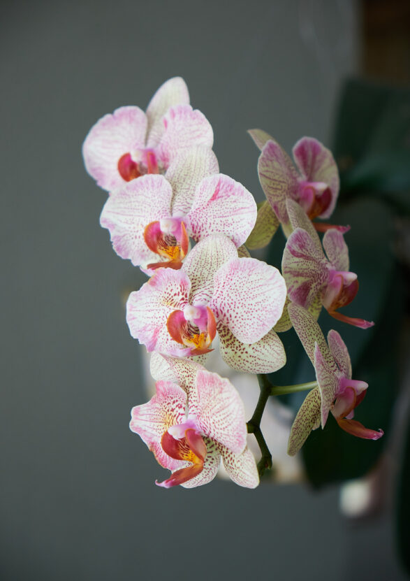 Beyaz Ve Pembe Orkide Çiçeği