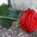 Red Rose (Flower Photo)