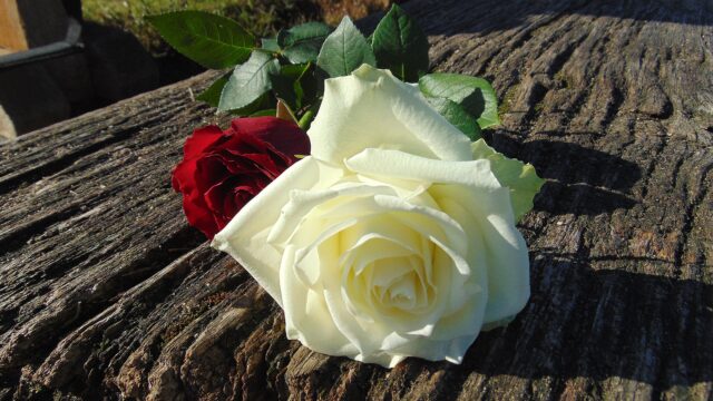 White Rose (Flower Photo)