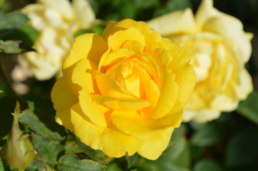 Sarı Gül (Çiçek Fotoğrafı)
