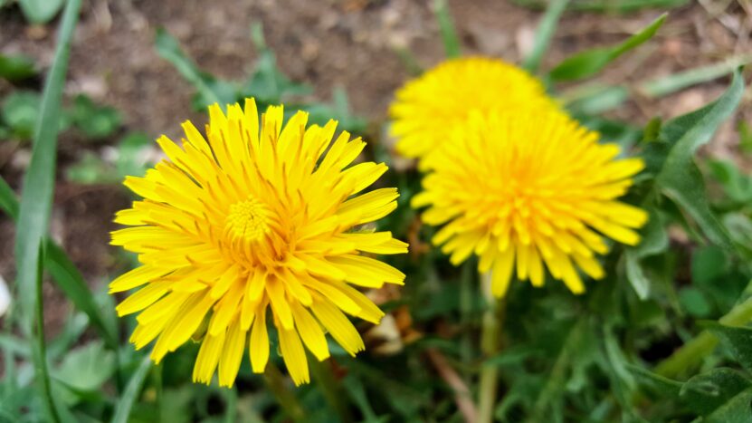 Sarı Çiçekler (karahindiba)
