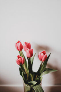 Pink Tulips in a Vase