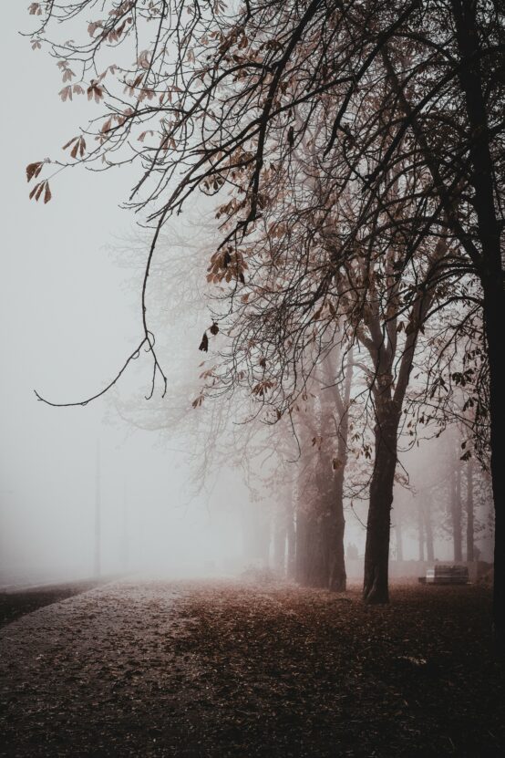 Misty Weather and Trees