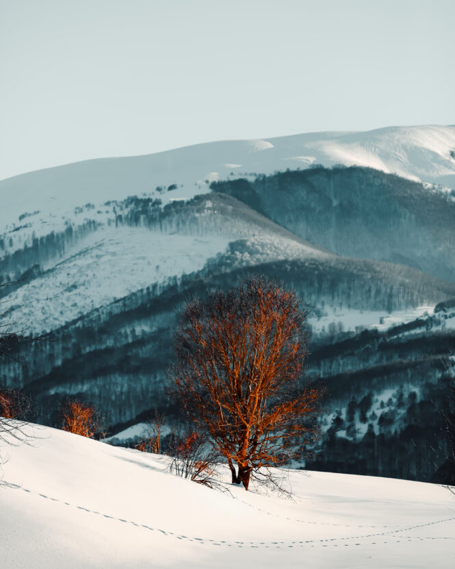 Mountain And Tree in Winter