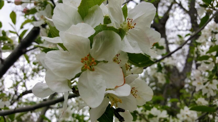 Elma Ağacı Çiçekleri
