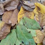 Walnut Tree Leaf