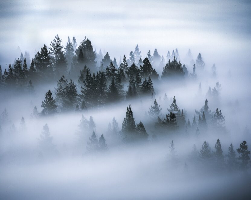 Misty Forest / Wallpaper