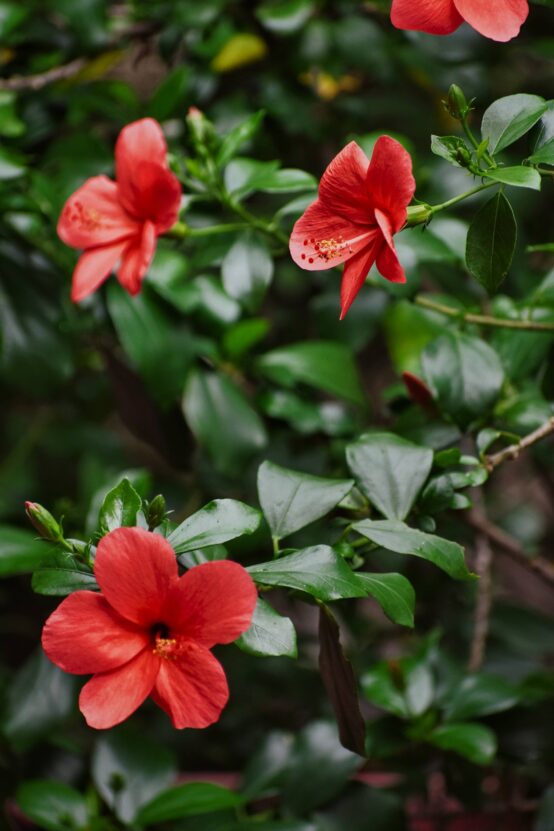 Japanese Rose / Hibiscus Flower