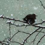Bird standing on branch in snow