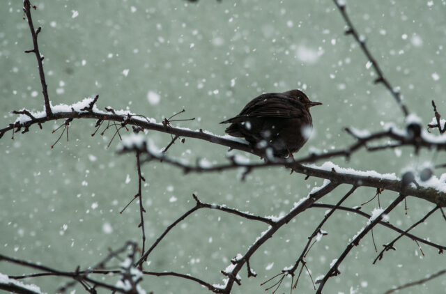 Bird Standing on a Twig in the Snow
