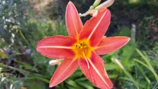 Fotoğraf: Güngüzeli Çiçeği