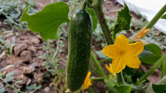 Cucumber And Blossom